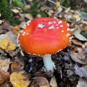 fly algaric IMG 0304SQ