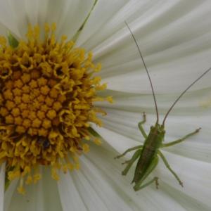 oak bush cricket
