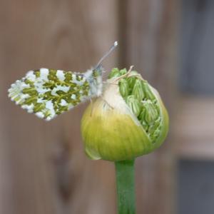 orange tip on allium