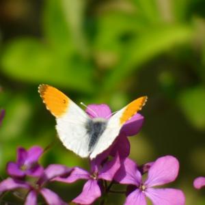 orange tip on honesty