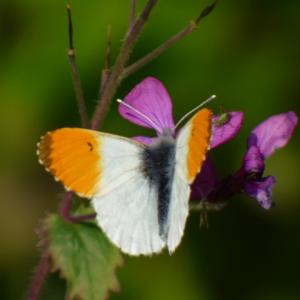 orange tip on rugosa rose