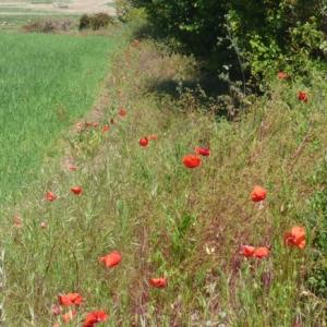 poppies