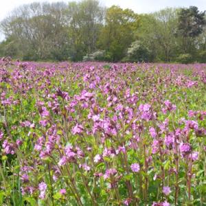 red campion, Iken 