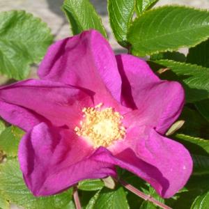 rugosa rose