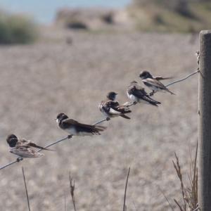 sand martins, Dunwich