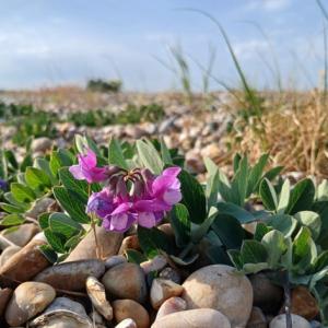 sea pea at Aldeburgh DerekW