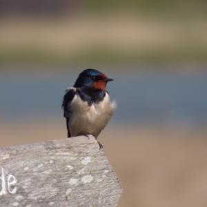 swallow, Dunwich