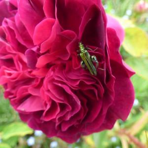 thick-legged flower beetle
