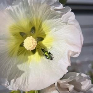 thick legged flower beetle