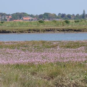 thrift or sea pink near Iken High St