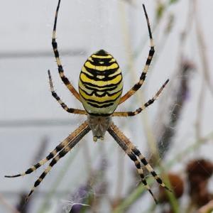 wasp spider