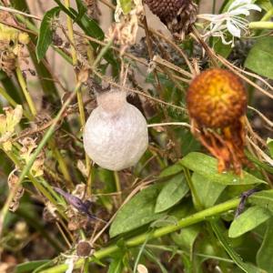 wasp spiders silken sac IMG 9597