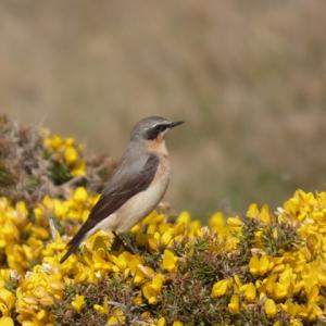 wheatear, Thorpeness