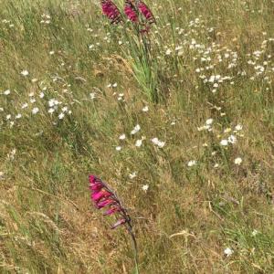 wild gladioli, Aldeburgh
