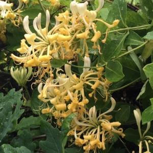 wild honeysuckle, North Warren
