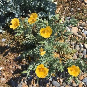 yellow horned poppy