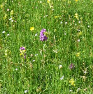 Darsham yellow rattle southern marsh orchid P1020639