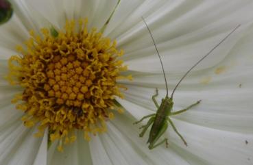 oak bush cricket P1020630