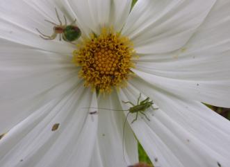 spider in cosmea flower P1020632