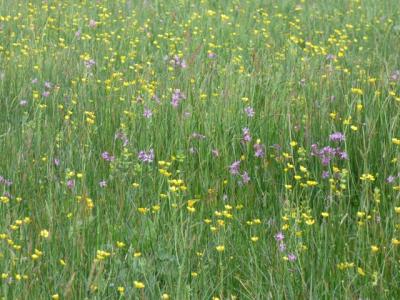 Darsham ragged robin meadow buttercup P1020636