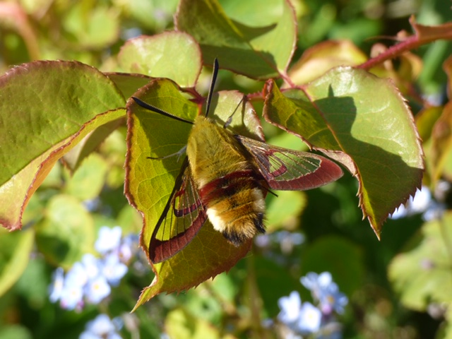 Nature thrives through lockdown