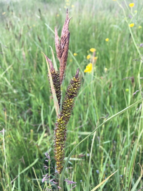glaucous sedge