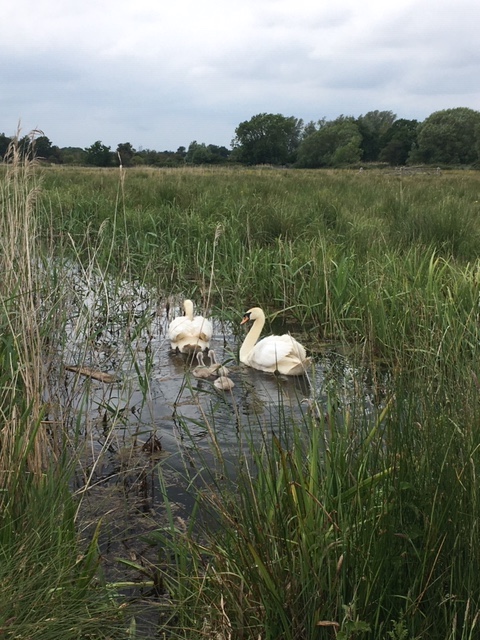 swan family