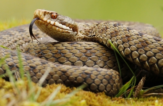 Beware! Adders on The Carnser!