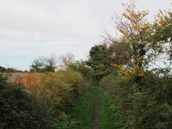 Autumn on Guildings Lane IMG 6034