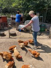 Sunflower feeding the hens