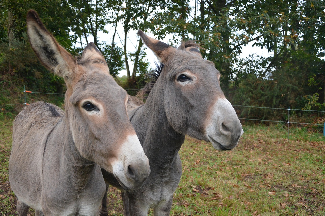 Palm Sunday procession with donkeys