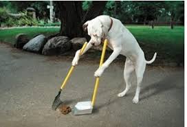 Dog scooping something up